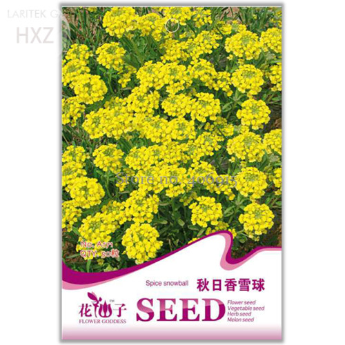 Yellow Spice Snowball Flower Seeds, Original Package, 50 seeds, quality potted flower seeds ornamental flower seeds A171