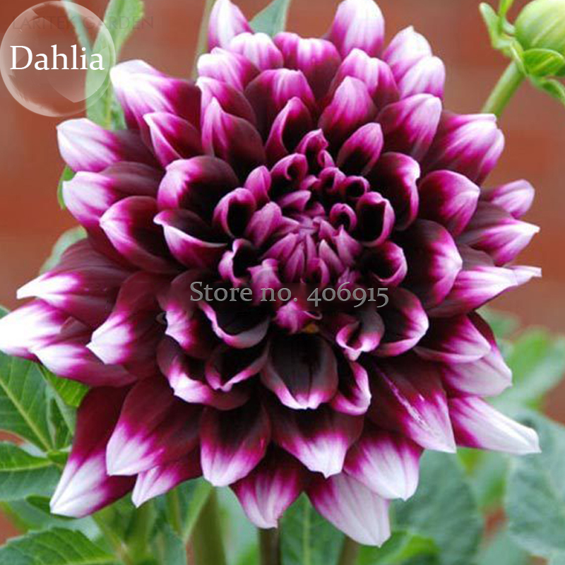 RareDarkPurpleDahliaFlowerwithwhiteedge,50Seeds,balconygardenplantattractivebutterflylightupenvironmentE3632