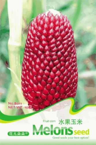 Strawberry Red Popcorn Seeds, Original Pack, 10 Seeds / Pack, Heirloom Ornamental Maize Seed #B011
