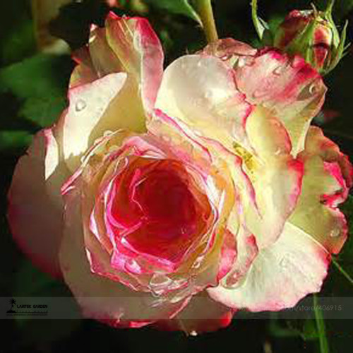 1 Professional Pack, 50 seeds / pack, New Yellow Red Stripped Soft Rose Bush Plant Seeds #A00205