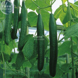 BELLFARM Greenhouse Cucumber Dark Green Long Vegetables, 300pcs Seeds Heirloom High Yield Good Quality