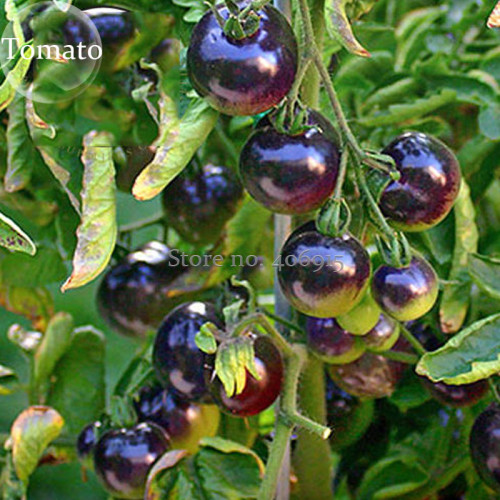 Heirloom Rare Small Black Green Tomato Hybrid F1 Fruits, 100 Seeds, new healthy delicious edible cherry tomato E3676