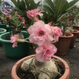 BELLFARM Light Pink Adenium Desert Rose Seeds, 2 Seeds, professional pack, 4-layer petals bonsai perennial garden flowers E4318