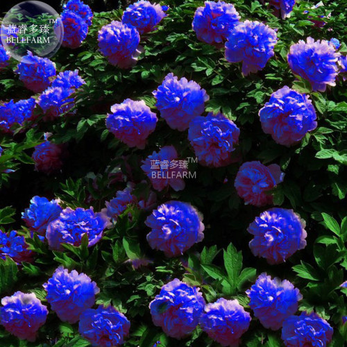 BELLFARM Peony Dark Blue Climbing Flower Seeds, 5 seeds, professional pack, big blooms home garden perennial flowers plants