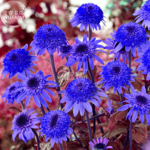 BELLFARM Echinacea Dark Blue Perennial Flower Seeds, 30 seeds, professional pack, big blooms home garden coneflowers