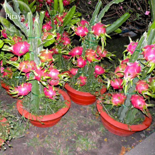 Hai'nan Pink Pitaya Dragon Fruit Cactus Plant, 100 Seeds, bonsai tasty sweet pitaya E3960