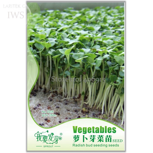 Radish Bud Seeding Vegetable Seeds, Original Pack, 150 seeds, natural healthy organic vegetable seeds IWSC015