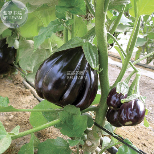BELLFARM 'Black Beauty' Black Eggplant Vegetable Seeds, 100 seeds, open-pollinated tasty garden glossy deep purple fruit