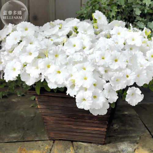 BELLFARM Petunia 'Success' White Trailing Petunia Seeds, 200 vigorous and heavy flowering home gardem flowers