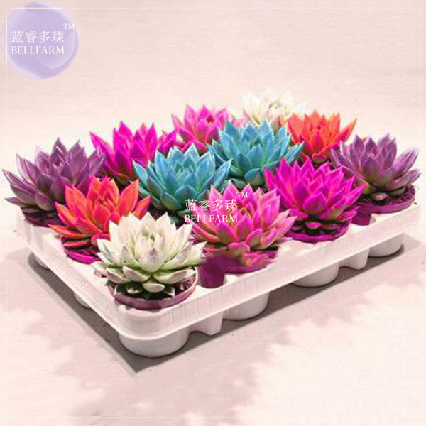 BELLFARM Colorful Echereria Mixed Seeds, 100 seeds, professional pack, easy to grow potted bonsai garden succulent