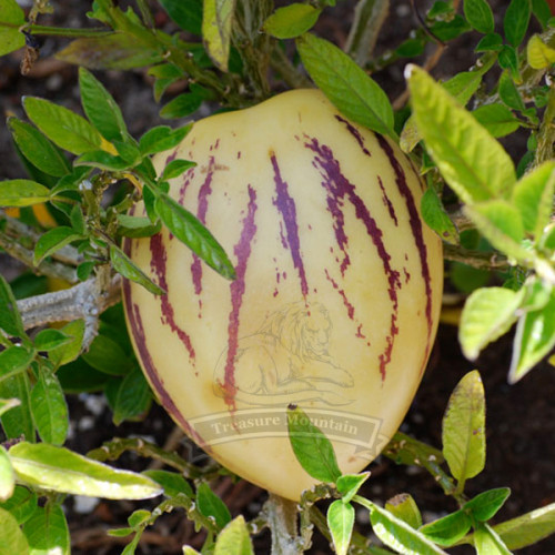 1 Professional pack, 20 seeds / pack, Rare Seeds Melon Pepion (Solanium Muricata) Organic Heirloom Vegetable Seed