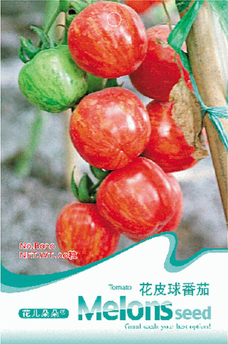 Heirloom Colorful Small Cherry Tomato Organic Seeds, Original Pack, 20 Seeds / Pack, Interesting Garden Tomato B020