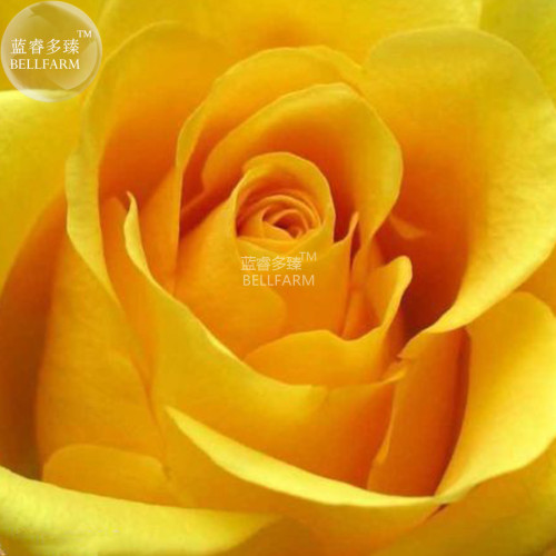 BELLFARM Rose Yellow European Big Rose Flower Seeds, 50 Seeds, for lover fragrant cut flowers BD121H