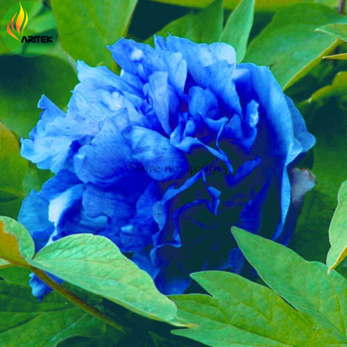 'Lanxing' Blue Silky Wavy Peony Flower Seeds, 5 Seeds, Professional Pack, big blooming Hybrid Seeds  E3514