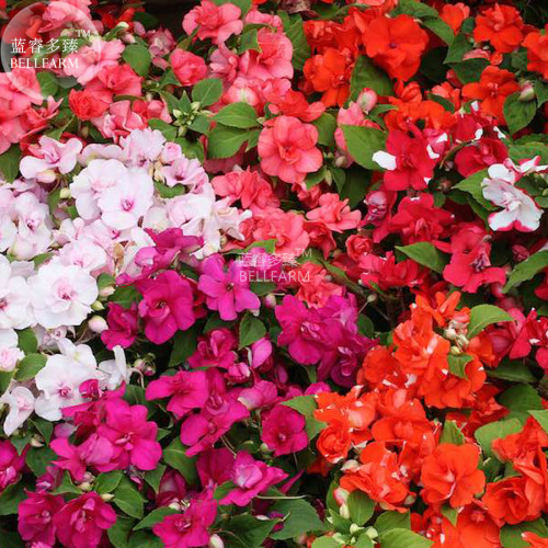 BELLFARM Impatiens Mixed Rosebud Blooms Flower Seeds, 20 seeds, beautiful semi-double long summer and fall season