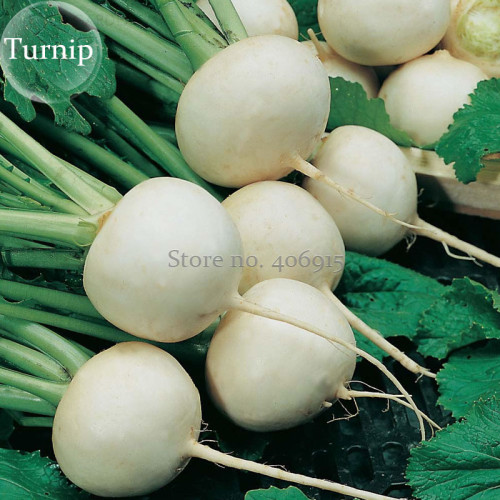 White Egg Snowball Turnip, 100 seeds, organic Chinese vegetables E3923