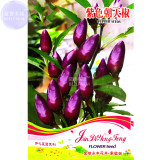 BELLFARM Pod Pepper Dark Purple Chile Vegetables Seeds, 25 Seeds, original pack, ornamental hot bonsai red cluster pepper E4308