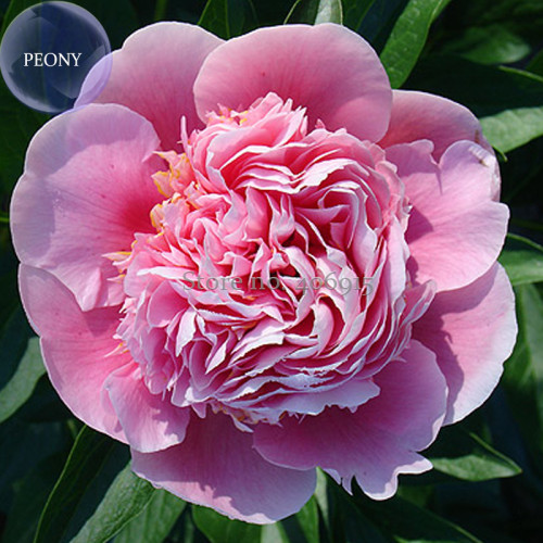 Heirloom 'Tou guan' Pink Peony Shrub, 5 Seeds, globular big flowers with single petals E3968