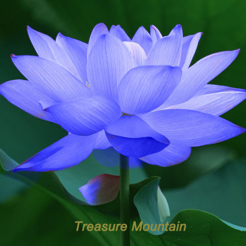 1 Professional Pack, 1 seed / pack, Blue Nelumbo Nucifera China Beautiful Lotus Pad Flower Pond Seeds #NF169