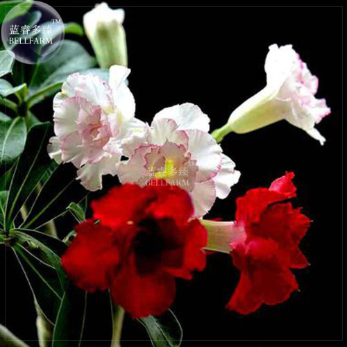 BELLFARM Pinkish Red & Dark Red Mixed Adenium Bonsai Flowers, 10pcs 'Seeds' Heirloom Double Petals Desert Rose