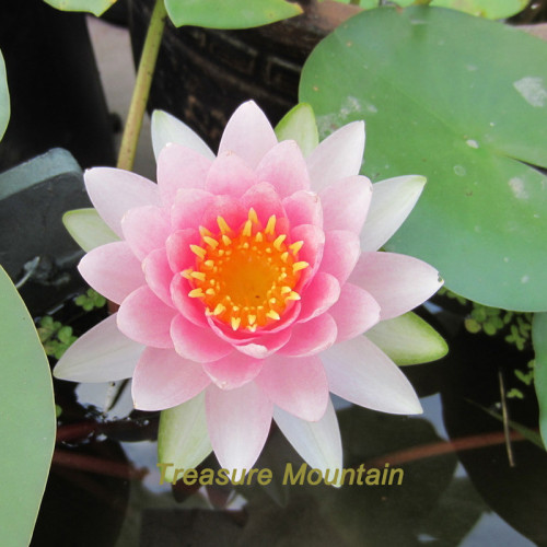 1 Professional Pack, 1 seeds / pack, Shy Girl Pink Water Lily Nymphaea Flower Seed #NF331