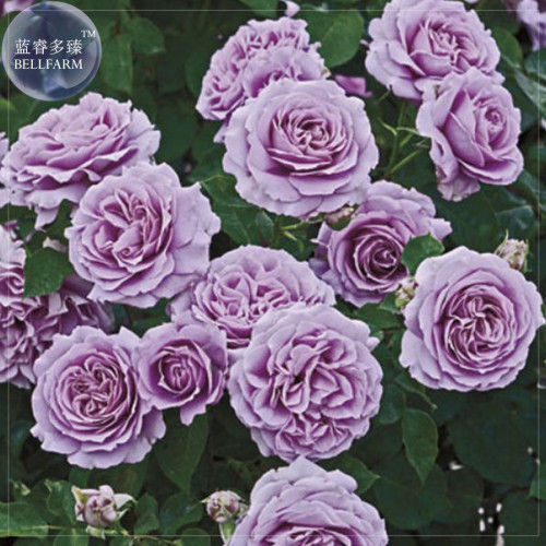 'Qun feng' Light Purple Rose Tree, 50 Seeds, Professional Pack, big blooms strong fragrant flowers E4070