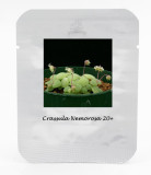 1 Professional Pack, 20 seeds / pack, Crassula Nemorosa Seeds Anti-radiation Succulent Plant #NF401
