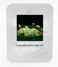 1 Professional Pack, 20 seeds / pack, Crassula Nemorosa Seeds Anti-radiation Succulent Plant #NF401