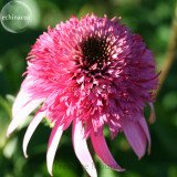 Heirloom 'Razzmatazz' Echinacea, 100 Seeds, big blooms pink coneflowers TS254T