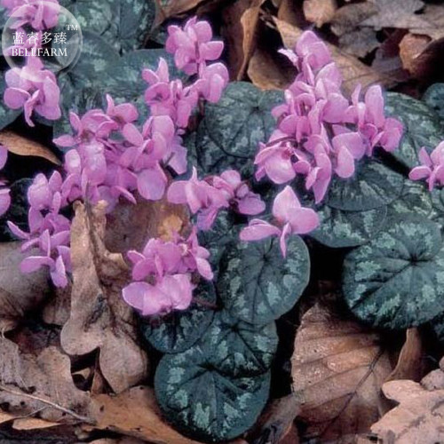 Purple Cyclamen Coum Seeds, professional pack, 6 Seeds, big compact flowers TS313T