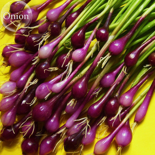 Salad Bunching Red Mate Onion Vegetables, 100 seeds, edible organic salad spices E3727