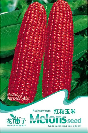 10 Original Pack, 10 Seeds / Pack, Red Waxy Corn for family pack, Non-gmo tasty maize Corn Seeds
