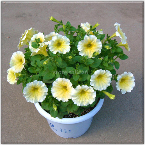 100% Genuine Heirloow Yellow Petunia Flower Seeds, 200 Seeds, bonsai annual indoor planting e-z to grow TS216T