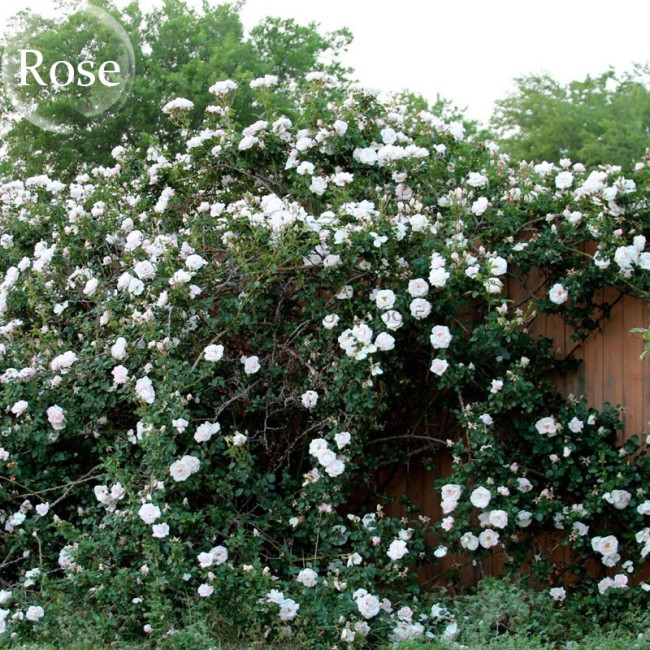 Heirloom Single Petalled White Climbing Rose Flower, 50 Seeds, strong fragrant garden climbing flowers E3938