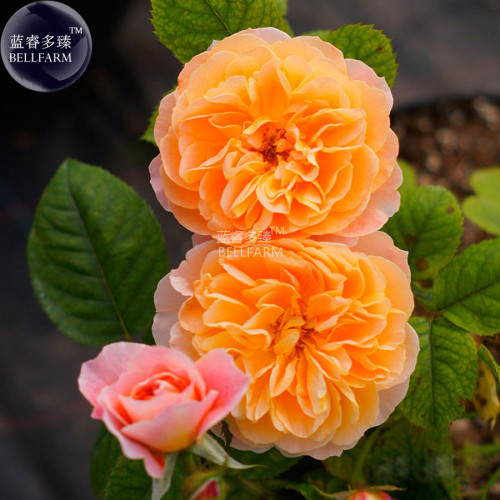 BELLFARM Rose Orange Twins Big Blooms Flower Seeds, 50 Seeds, flower diameter 18cm strong fragrant BD120H