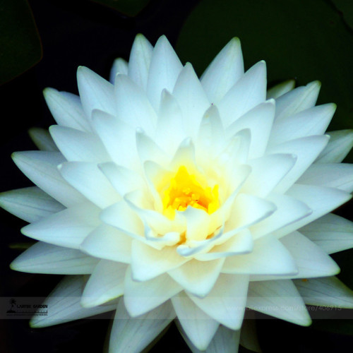 1 Professional Pack, 1 seed / pack, Big White Lotus Flower Nelumbo Pond Plants E3500