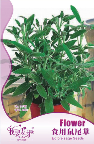 Original Pack, 12 Seeds / Pack, Edible Sage Seed Salvia Farinacea Bonsai Herbs #NF488