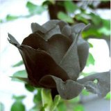1 Professional Pack, 400 seeds / pack, Black Rose Shrub Perennial Flower Seeds