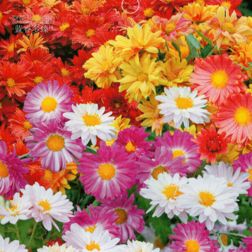 BELLFARM Ground-cover Chrysanthemum Seeds, 250 Seeds, Professional Pack, mixed 7-color flowers with small inflorescences E4249