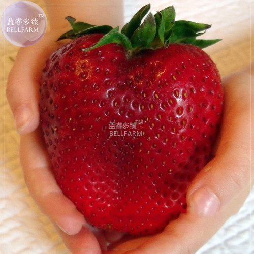 BELLFARM Rarest Heirloom Super Giant Japan Red Strawberry Organic Bonsai 100pcsSeeds, Sweet Juicy Fruits E3063