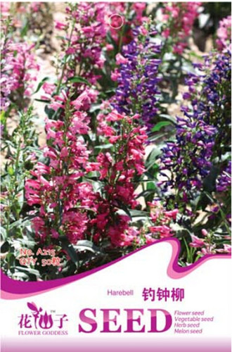 Mixed Beardtongues Penstemon Perennial Flowering Plant Seeds, Original Pack, 50 Seeds / Pack, Interesting A215