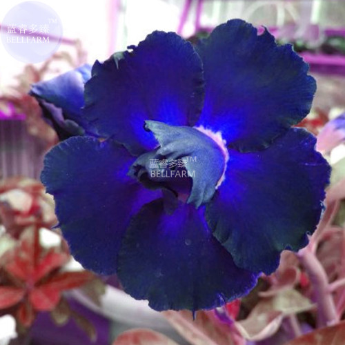 BELLFARM Adenium Blackish Dark Blue Petals Flower Seeds, 2 Seeds, professional pack, 2-layer big blooms home garden supply