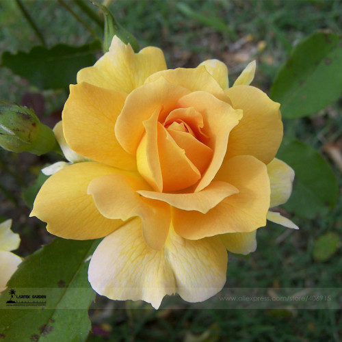1 Professional Pack, 50 seeds / pack, New Yellow Rose Bush Perennial Flower Seeds #A00208
