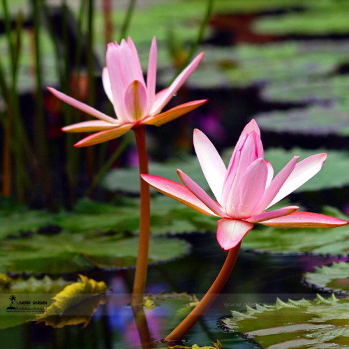 Middle Pink FUYANG Water Lily Pond Flower Seed, 1 Professional Pack, 1 seed / pack,  Rare Lotus Flower E3124