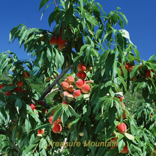 1 Professional Pack, 1 seed / pack, Erly Red Sweet Peach Fruit Seeds #NF172