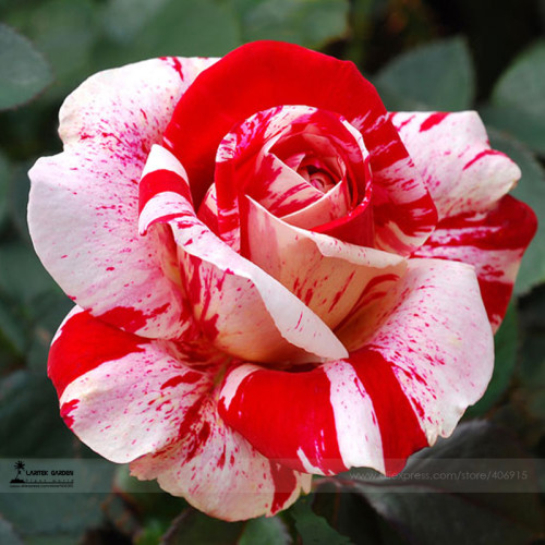 1 Professional Pack, 50 seeds / pack, New Pink Rose Red Strip Shrub Flower Seeds #A00206