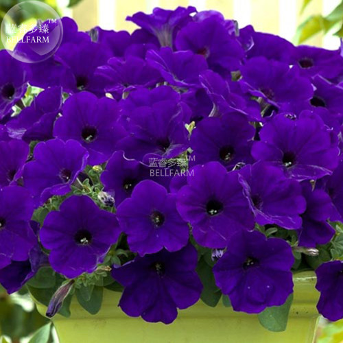 BELLFARM Petunia Dark Purple Bonsai Annual Flower Seeds, 200 seeds, professional pack, big blooms hardy plants home garden