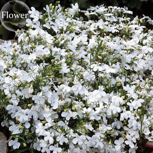 Compact 'White Lady' Lobelia, 30 seeds, light fragrant white annual flowers E3870