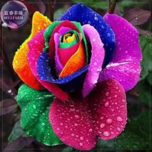 BELLFARM Rose Rainbow Flower Seeds, 200 seeds, Professional pack, fragrant Valentine's Day flowers NF050