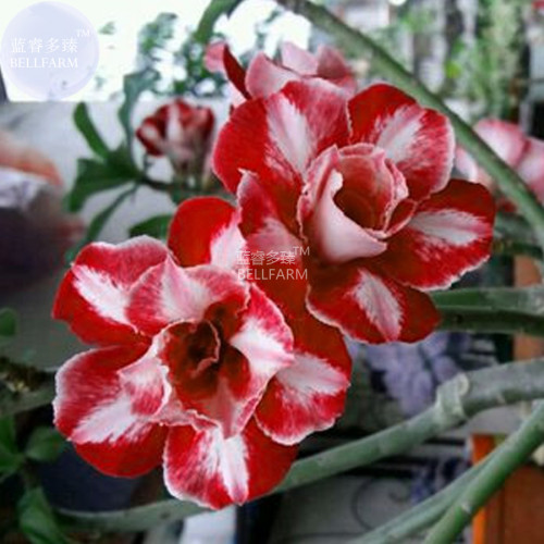 BELLFARM Adenium Dark Red & White Flower Seeds, 2 seeds, professional pack, 2-layer desert rose perennial